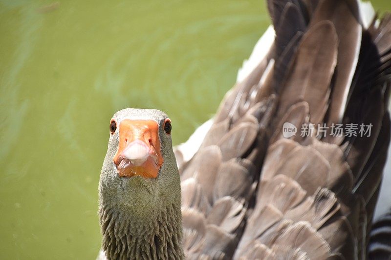 天鹅在水里