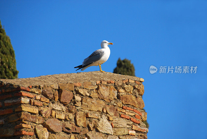 站在防御墙顶上的黄腿海鸥
