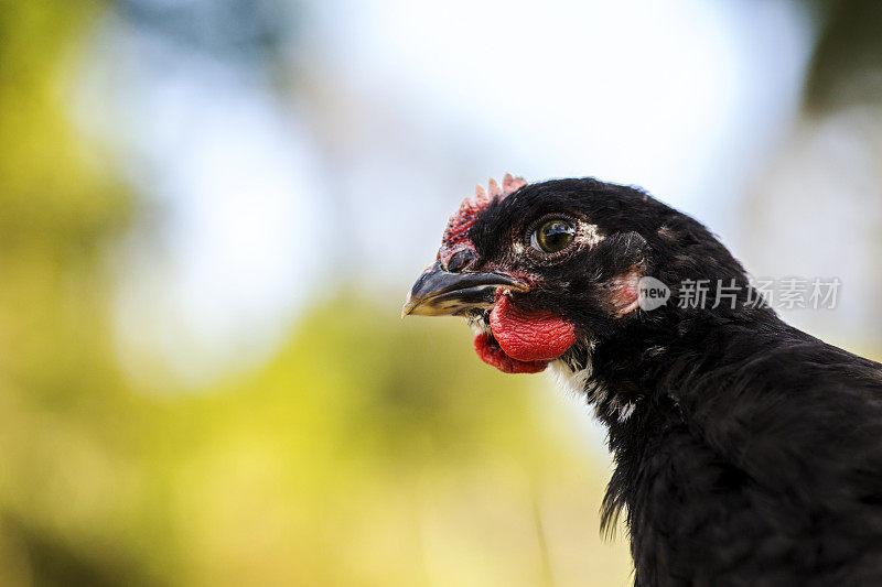 黑色科钦公鸡