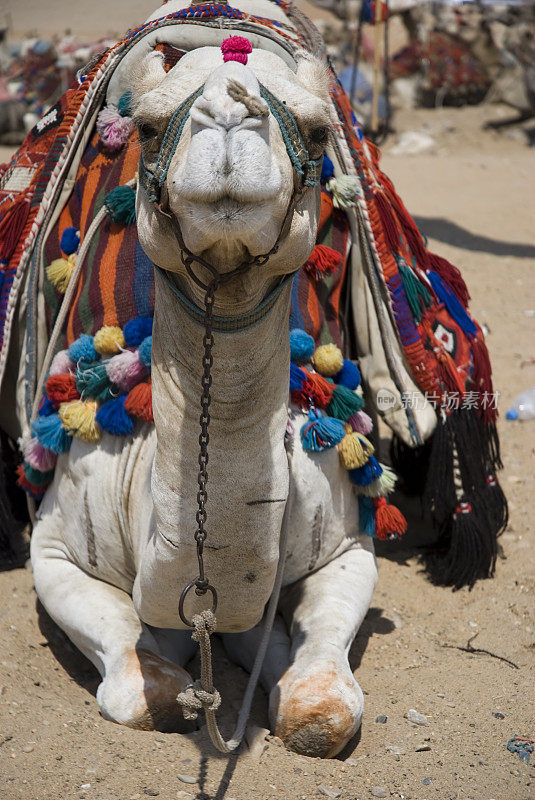 埃及吉萨的骆驼