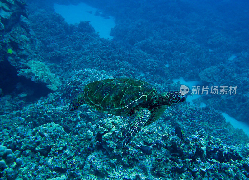 海龟在海里游泳