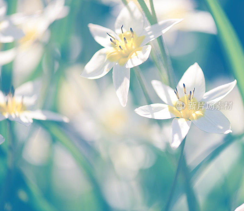 美丽的春天的花朵