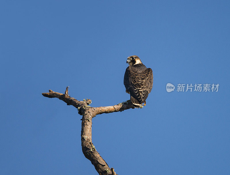 游隼幼栖，浅隼，鸟，蓝天