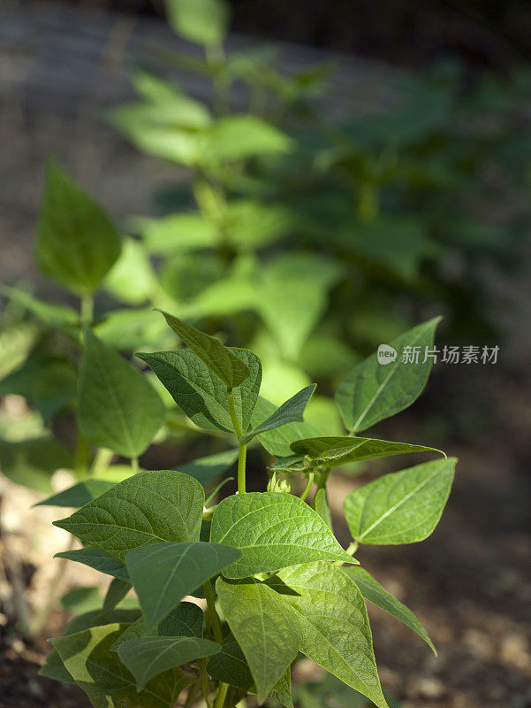 豆科植物