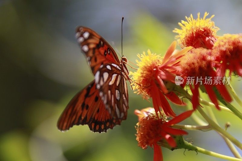 海湾贝母蝶正坐在一株拟雌蝶上。