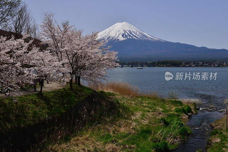 富士山和川口湖的樱花