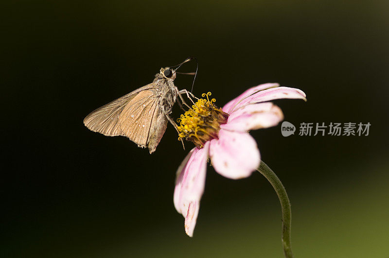 棕色蝴蝶站在一朵花上