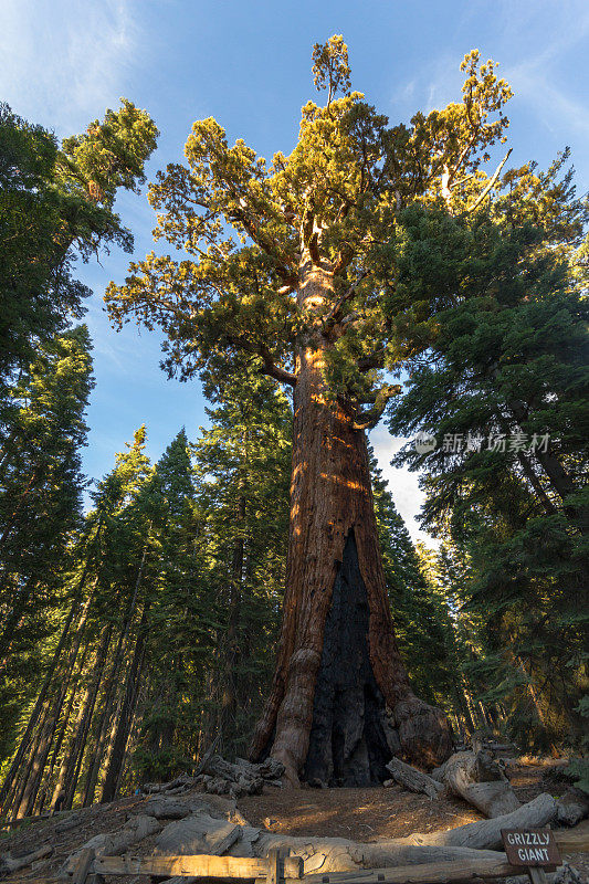 加州约塞米蒂的灰熊巨杉