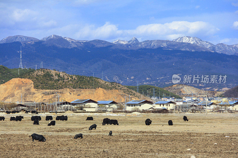 高雪山和田野里的牦牛，风景香格里拉(中甸)，中国云南