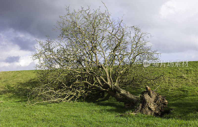 风暴破坏后连根拔起的树，英国约克郡贝弗利。