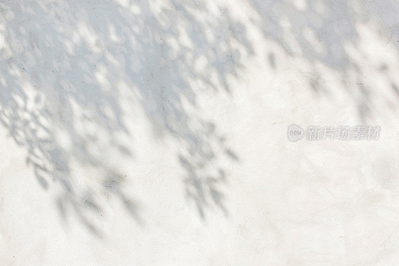 白色灰泥墙上的树叶的影子