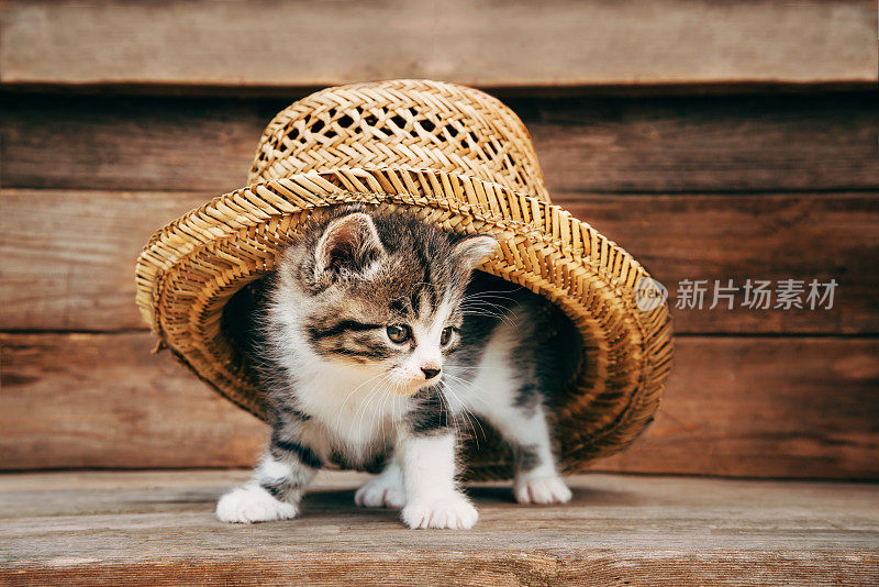 帽子下的好奇小猫