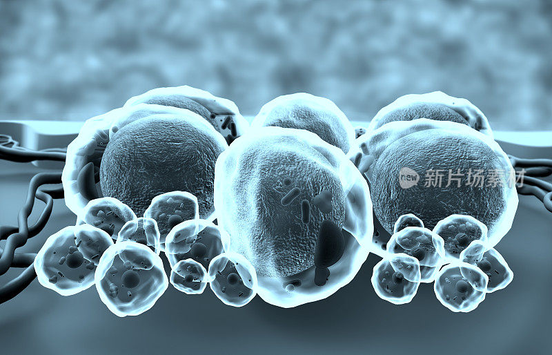 脂肪细胞和毛细血管的3D插图
