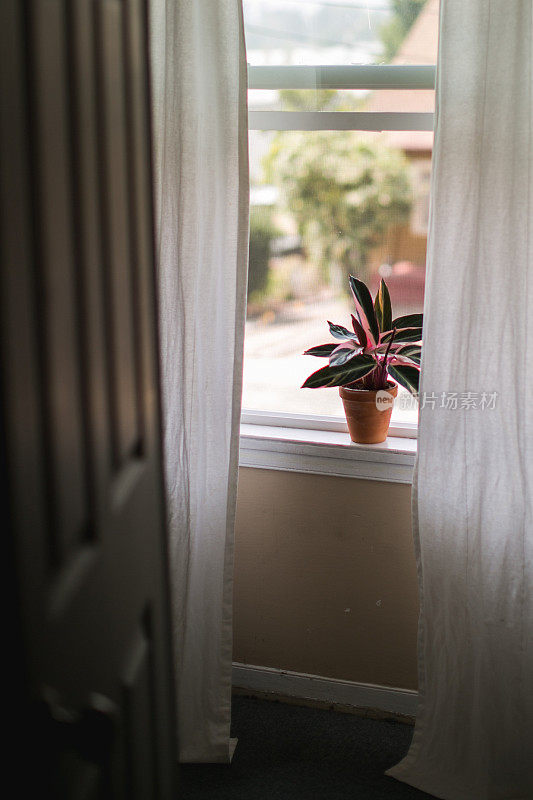 室内植物