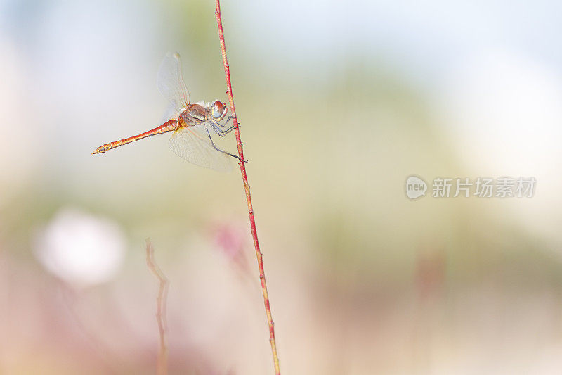 一朵花中的蜻蜓