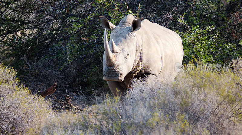 南非小卡鲁野生动物保护区的白犀牛