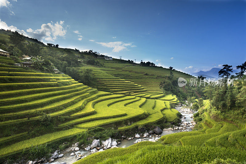越南河江省黄苏皮美丽的梯田景色。西北高地的稻田成熟了