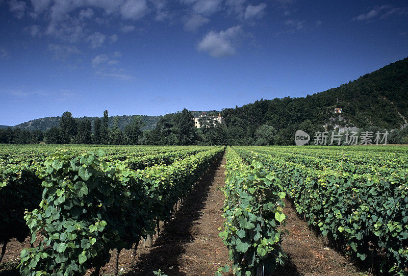葡萄园葡萄酒葡萄葡萄栽培许多山谷midi比利牛斯，法国，欧洲