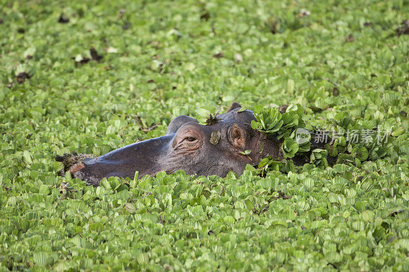 野生非洲河马的特写，头在水上漂浮的莴苣