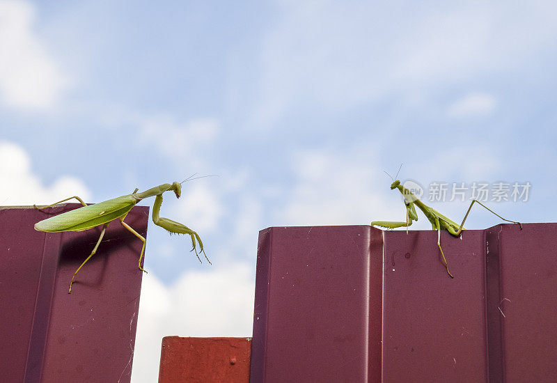 金属栅栏上的雌螳螂和雄螳螂。