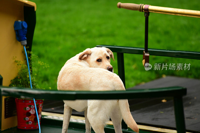 英国运河船上的拉布拉多寻回犬