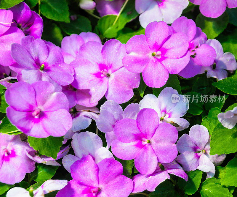 粉红色的凤仙花属植物