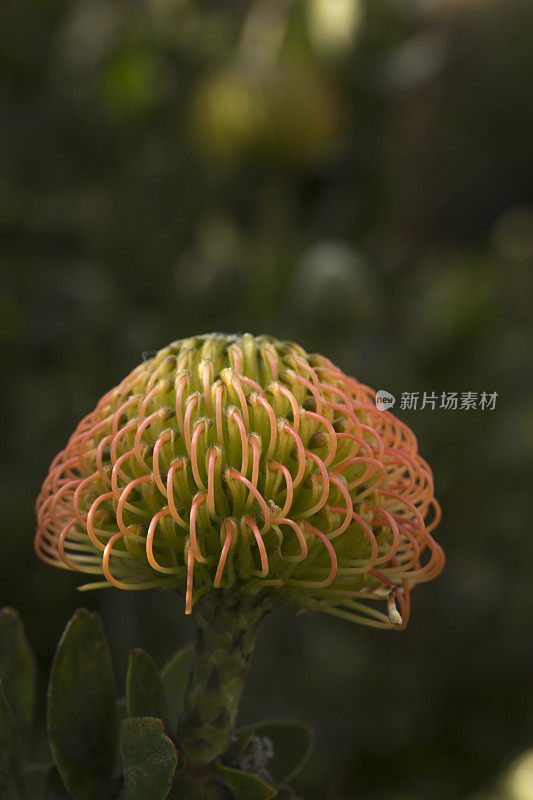 绿色背景上的花朵