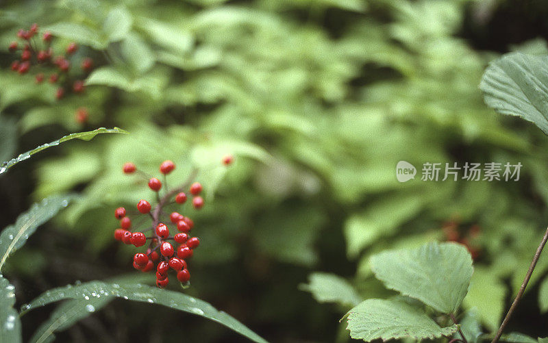 郁郁葱葱的阿拉斯加雨林中的红浆果