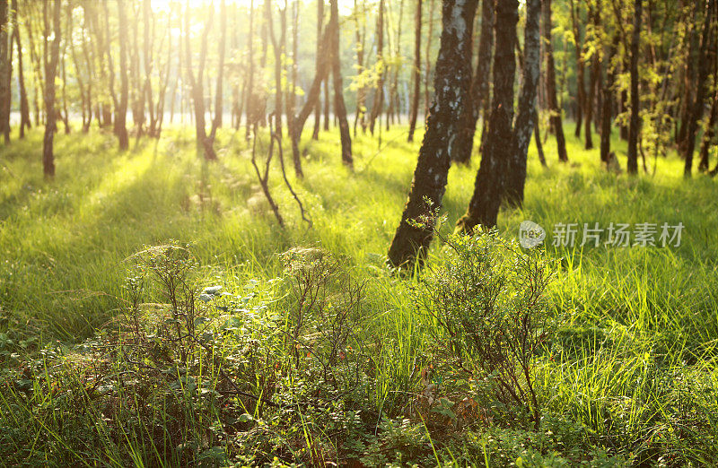 清晨的阳光在绿色的森林里