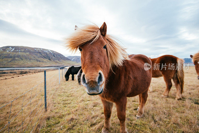 冰岛美丽的风景中的冰岛马
