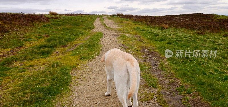 在小路上行走的拉布拉多寻回犬