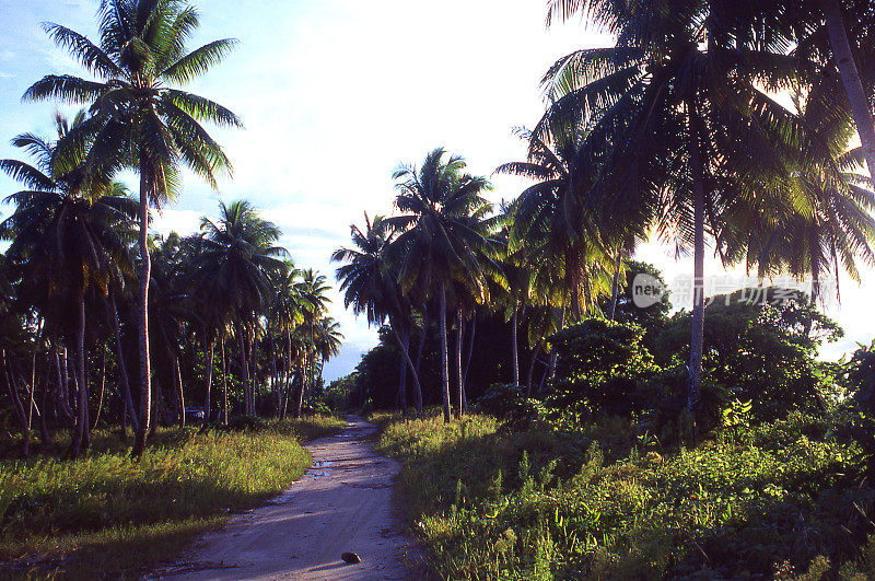 临近黄昏，在马绍尔群岛的环礁上的椰子树上的乡村公路