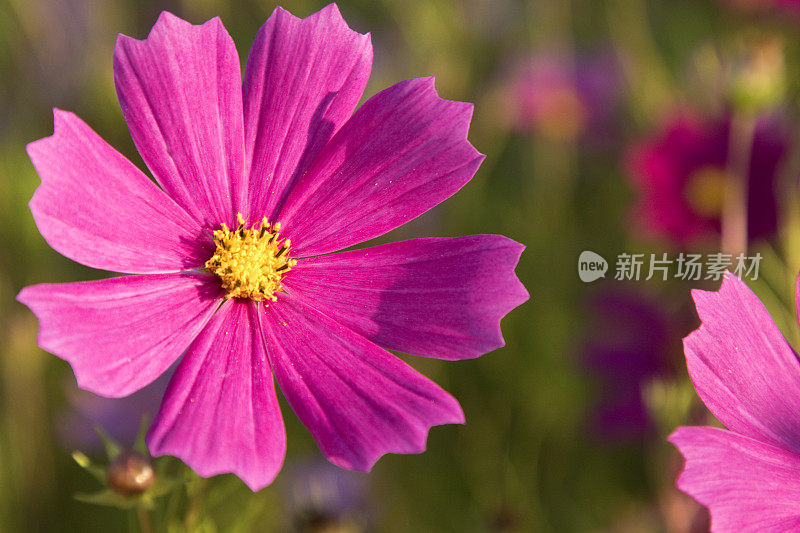 紫色野花特写，自然的绿色背景。不文明的草地