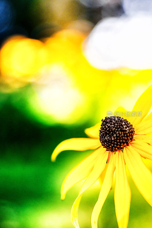 Rudbeckie花，背景为黄色和绿色