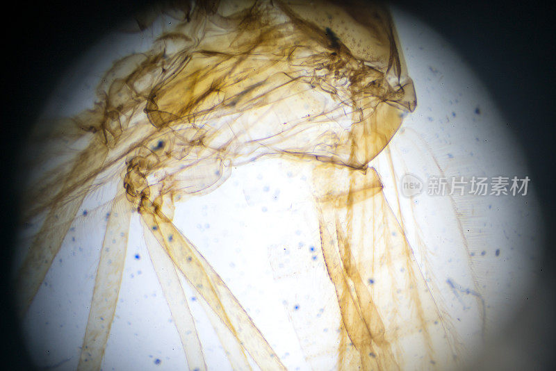 蚊子-显微镜下的雌性W.M.