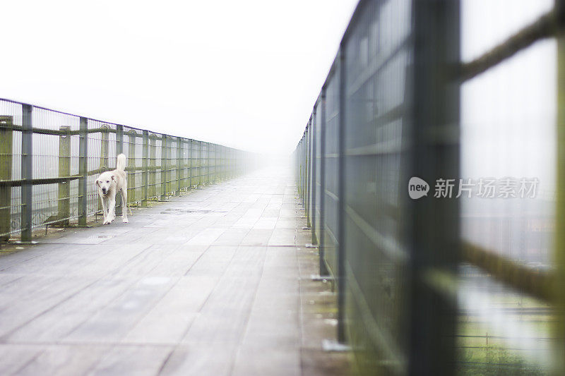 狗在桥