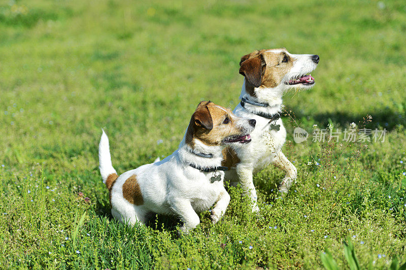 两只杰克罗素梗犬在公园里玩耍