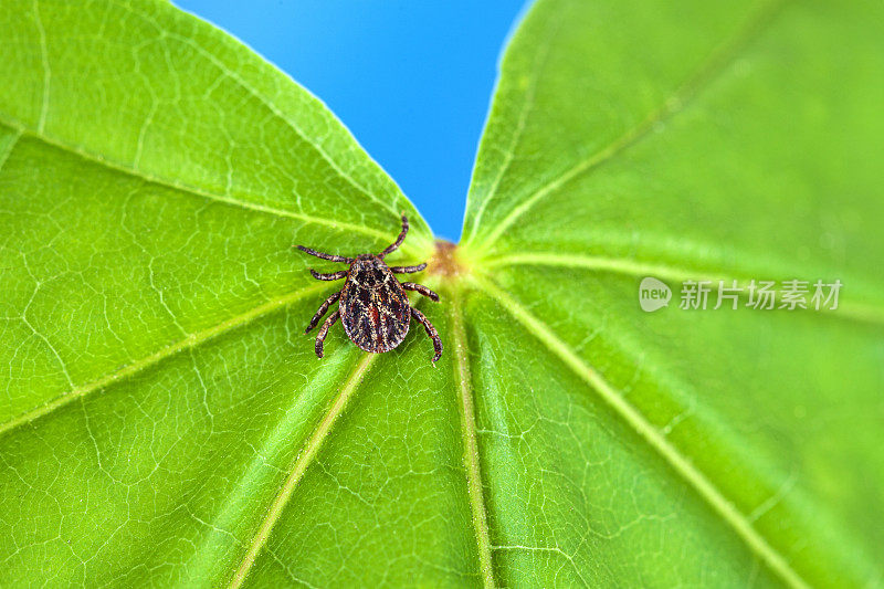 雄性草甸蜱(网纹革蜱)