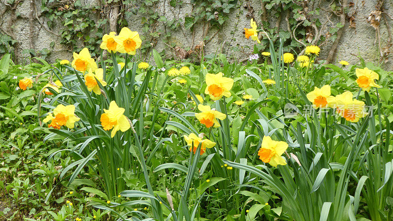 瑞士洛桑春天的黄色水仙花