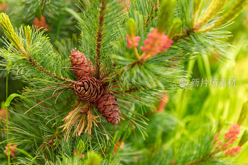 针叶植物-松树