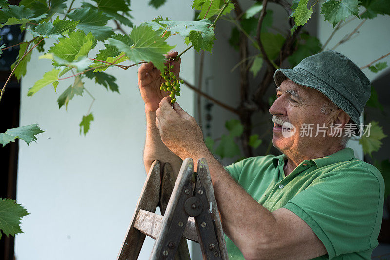 在葡萄园里工作