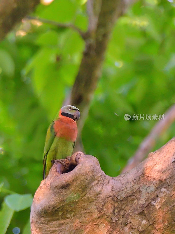 印度阿萨姆邦的红胸长尾鹦鹉