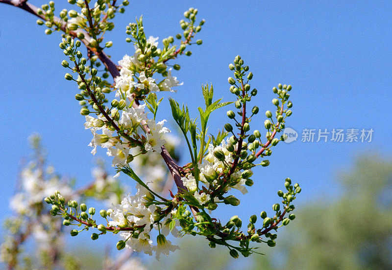 一群白花。拍摄电影