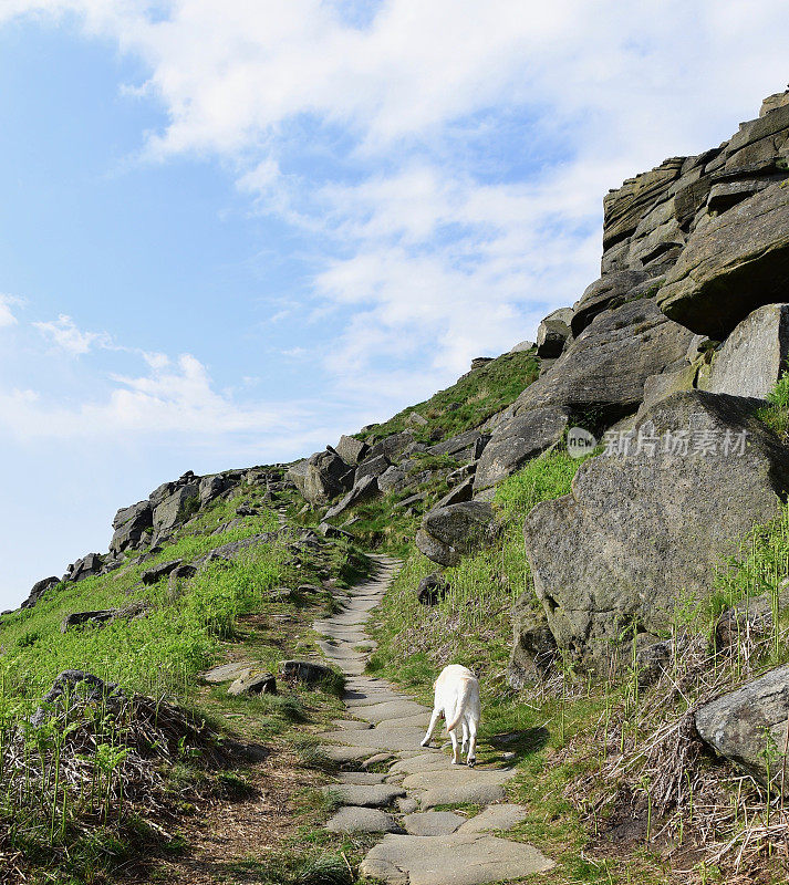 和一只拉布拉多寻回犬在皮克区徒步旅行