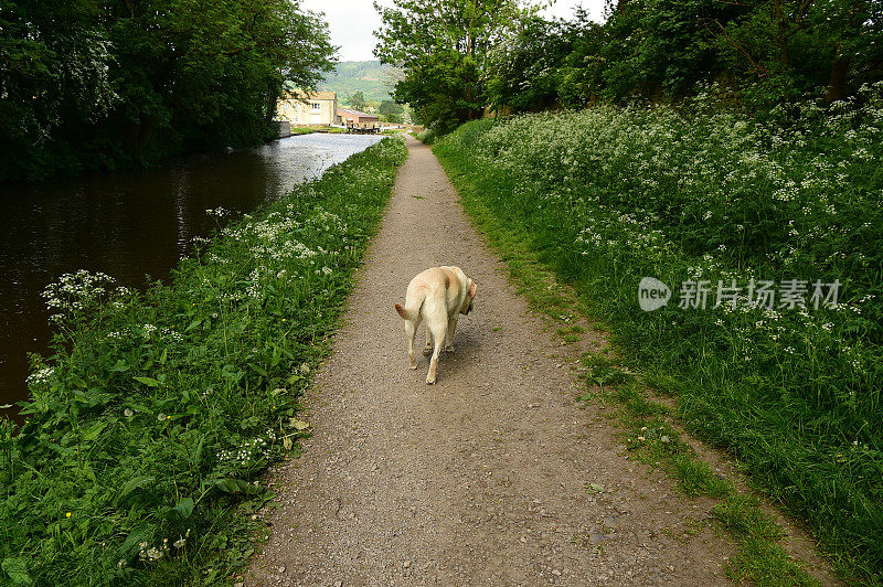 在小路上行走的拉布拉多寻回犬