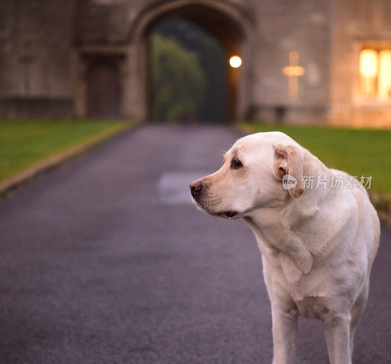 英国的拉布拉多寻回犬