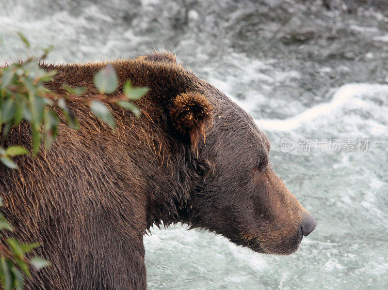 阿拉斯加卡特迈的棕熊