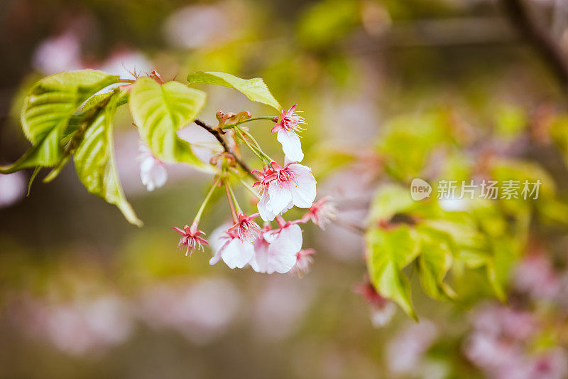 樱花特写照片