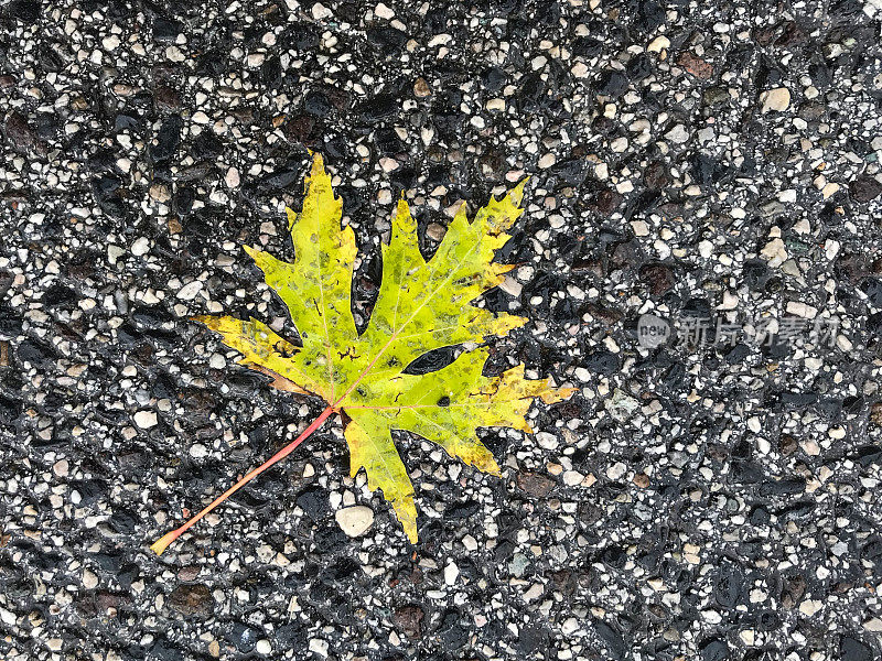 被雨水淋湿的干树叶落在沥青地上