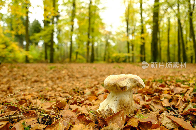 秋天的下午，森林里的真菌和金黄色的山毛榉树